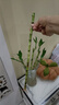 【整體高度40-50CM】客廳室內(nèi)帶根富貴開運(yùn)竹水培好養(yǎng)活綠植盆栽 開運(yùn)竹6支（不帶盆）+液 整體高度38-48CM 曬單實(shí)拍圖