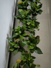 雙盟綠蘿盆栽除甲醛花卉綠植辦公室新房凈化空氣 120款10盆源頭直發(fā) 曬單實拍圖
