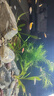 光彩年華印度小竹節(jié)竹節(jié)草水草植物魚缸水族箱造景綠菊蜈蚣草水榕活體真草 20多支竹節(jié)草帶瓷環(huán) 曬單實(shí)拍圖
