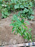 CHUANGSHIJI沙糖桔樹苗南方北方種植橘子樹苗柑桔果樹果苗嫁接砂糖地栽盆栽 4年精選苗 (當年結(jié)果) 81cm(含)-110cm(含) 曬單實拍圖
