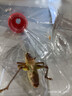 蟈蟈活新脫鳴蟲夏蟈蟈大活體大肚子野生叫蟈蟈鐵蟈蟈綠蟈蟈 大號(hào)鐵皮蟈蟈 拍兩個(gè)給罐 曬單實(shí)拍圖