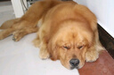 雷米高（RAMICAL）狗糧雞肉全價犬糧泰迪比熊拉布拉多金毛益消肉果犬糧2.5kg 曬單實拍圖