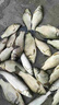 民間藝人釣魚酒米窩料黑坑野釣底窩餌料草魚鯉魚鯽魚中藥酒米 酒米麝香味800克 曬單實(shí)拍圖