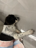 伯納天純狗糧舒純鴨肉配方犬糧成犬幼犬狗糧低敏寵物主糧2kg/4斤 曬單實拍圖