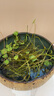 花翁碗蓮種子水培植物荷花盆栽花卉 蓮籽混色60粒+盆+液源頭直發(fā) 曬單實(shí)拍圖