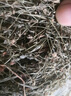 北京同仁堂正宗野生新鮮田基黃干貨中藥材500g地耳草黃花草雀舌草整株田基王 [野生]250克 曬單實拍圖