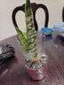 虎皮蘭植物吸甲醛大盆栽臥室植物夜間放氧辦公室陽(yáng)臺花卉耐旱好養 （1顆）基地盆1盆 高約20-30cm 曬單實(shí)拍圖