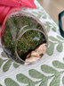 綠蔭巷子苔蘚微景觀生態(tài)瓶私人草坪桌面迷你盆栽辦公室創(chuàng)意教師節(jié)禮物神奇 【成品】蛋殼微景B款 曬單實(shí)拍圖