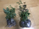 嘆為觀(guān)止大花月季玫瑰花苗帶花苞花卉觀(guān)花綠植物室內陽(yáng)臺盆栽薔薇四季開(kāi)花 香檳色玫瑰原育苗盆原土栽好發(fā)貨 不含盆 曬單實(shí)拍圖