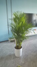 植男植女客廳綠色植物散尾葵大型綠植鳳尾竹室內(nèi)盆栽輕奢夏威夷竹源頭直發(fā) 曬單實(shí)拍圖