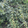CRALVKOIN日本護(hù)膝保暖夏季透氣半月板損傷關(guān)節(jié)炎空調(diào)房防寒男女士中老年人 曬單實(shí)拍圖