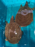 八里河甲魚鮮活食用生態(tài)野外生長老鱉外塘散養(yǎng)水魚新鮮王八青黃背 正宗外塘生態(tài)老甲魚 4-5年【3-3.3斤公鱉】鮮活到家 曬單實拍圖