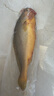 太湖?！居袡C(jī)無抗大黃魚】鮮活黃花魚冰鮮冷凍深海水產(chǎn)野化魚類年貨禮盒 凍品-有機(jī)大黃魚（500g*2條） 曬單實(shí)拍圖
