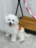皇家狗糧 幼犬狗糧 寵物 小型犬 MIJ31 全價(jià)犬糧 2-10月 2KG 曬單實(shí)拍圖
