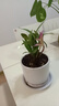 劉閣蘭花七彩石斛蘭花卉綠植盆栽年底開(kāi)花 6苗帶紫葉配懶人盆源頭直發(fā) 曬單實(shí)拍圖