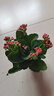 元井長壽花盆栽重瓣大花花苗室內(nèi)開花的花卉植物 1.中國紅( 不含盆 曬單實拍圖