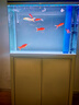 黃金龍鳳錦鯉白金烏金錦鯉大型觀賞魚好養(yǎng)耐活淡水金魚活魚草金魚 【10-12cm】紅金龍鳳錦鯽 5條 曬單實(shí)拍圖
