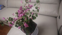 愛優(yōu)尚三角梅盆栽帶花苞樹陽臺(tái)室內(nèi)植物陽臺(tái)庭院四季開花紅櫻源頭直發(fā) 曬單實(shí)拍圖