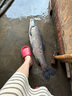 達億瓦（DAIWA） 一擊未來  鰱鳙竿 輕量大物/黑坑/綜合 臺釣竿28調(diào)魚竿釣魚手桿 8.1m F81（輕量大物） 曬單實拍圖