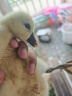 潮汕正宗獅頭鵝苗純種一斤特大種汕頭獅頭鵝活苗小獅頭鵝成年幼苗 3只（每只3兩左右） 曬單實(shí)拍圖