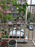 瑯闕雞心黃皮果樹(shù)苗盆栽南北方種植庭院地栽當年結果30-50cm源頭直發(fā) 曬單實(shí)拍圖