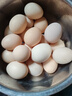 新鮮農(nóng)家谷物鮮雞蛋  現(xiàn)撿現(xiàn)發(fā) 破損包賠 新鮮營(yíng)養(yǎng) 單枚50g-60g 20枚裝 曬單實(shí)拍圖