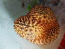 梓頤泰國(guó)金枕榴蓮新鮮果整箱長(zhǎng)柄榴蓮金枕頭進(jìn)口A果整個(gè)帶殼熱帶水果 品質(zhì)級(jí) 果型更好丨50年老樹(shù)果 老樹(shù)報(bào)恩凈重5-6斤1-2個(gè)裝 曬單實(shí)拍圖