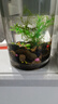 天然原生態(tài)溪流石底砂魚缸專用過濾鵝卵石小石頭龜缸造景裝飾底砂 12-16mm【2斤裝】 天然溪流石 曬單實拍圖