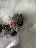 韓版湯圓奶酪多肉植物盆栽套餐新手辦公室內(nèi)萌肉創(chuàng)意綠植花卉 湯圓+奶酪+嬰兒手指+桃蛋【3cm】 曬單實(shí)拍圖