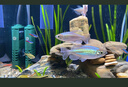 公魚剛果美人魚 5-7CM淡水小型寵物觀賞魚彩虹群游小魚好養(yǎng)耐活 【公魚】剛果美人5-7CM(3條裝) 曬單實(shí)拍圖