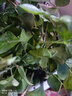 櫻霞【順豐上門(mén)】花卉植物室內桌面凈化空氣水培小綠植好養活驅蚊盆栽 九里香+胡椒木+梔子花 帶盆 曬單實(shí)拍圖