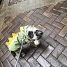 嬉皮狗（hipidog）寵物狗狗雨季外出可牽引反光條四腳防水雨衣可愛小恐龍造型狗專用 蒂安綠【3XL-8XL沒有牽引扣】 2XL （建議體重15-20斤） 曬單實拍圖