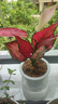 繽賢吉利紅盆栽綠植花卉室內(nèi)客廳辦公吸水盆四季好養(yǎng)美觀紅色植物觀賞 吉利紅【原裝盆】 #22 曬單實(shí)拍圖