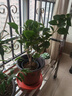 三角梅盆栽花苗綠植物重瓣庭院陽(yáng)臺爬藤攀援植物花卉樹(shù)苗盆景 鴻運6年苗【掌柜推薦】 曬單實(shí)拍圖