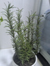 京云夢迷迭香盆栽香草室內(nèi)陽臺帶盆栽驅蚊蟲好觀葉迷迭香水紋盆源頭直發(fā) 曬單實拍圖