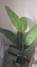 百動(dòng)旅人蕉仿真大型綠植盆栽辦公室內(nèi)花卉天堂鳥仿生植物樹擺件1.6米 曬單實(shí)拍圖