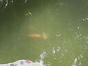 純種高檔精品錦鯉魚苗觀賞魚紅白大正昭和錦鯉小錦鯉魚苗混搭現(xiàn)貨 2-4cm混搭錦鯉10條送5條防損 曬單實(shí)拍圖