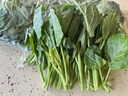 聽蔬有機(jī)芥藍(lán)菜3斤五斤 芥蘭新鮮有機(jī)認(rèn)證蔬菜 現(xiàn)摘現(xiàn)發(fā) 無農(nóng)殘無激素 3斤裝 曬單實(shí)拍圖
