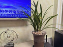 菁寶【耐寒】濃香型蘭花苗室內(nèi)盆栽蘭花花卉墨蘭建蘭大花苞懶人花客廳 【熱銷15號(hào)】 8-10連體-掌柜推薦 曬單實(shí)拍圖