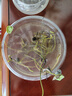 碗蓮種七彩五顏六色水培花卉水養(yǎng)四季蓮花荷花種蓮藕綠植水培蓮子 開(kāi)口/混色 12粒+生根粉 曬單實(shí)拍圖