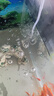 松寶（sobo）魚缸氧氣泵增氧泵水族箱增氧機養(yǎng)魚打氧機 小型家用充氧泵 雙孔4W 曬單實拍圖