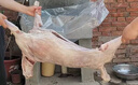 簡(jiǎn)滋內(nèi)蒙古羔羊肉生鮮現(xiàn)宰10-20斤烤全羊整羊新鮮燒烤食材 全羊整只25-26斤 曬單實(shí)拍圖
