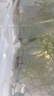 森悠（SARYOR）黑殼蝦除藻蝦淡水鮮活觀賞蝦清潔魚耐活好養(yǎng)熱帶觀賞魚寵物水晶蝦 大紅白水晶蝦買6送2 備損 曬單實拍圖