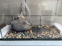 金晶五線超白缸裸缸水草缸養(yǎng)魚高清缸溪流缸空氣缸魚缸玻璃直角缸 80*45*45高8毫米厚 曬單實(shí)拍圖