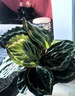 愛(ài)優(yōu)尚白犀牛海芋盆栽桌面植物天鵝絨竹芋花卉綠植四季可吸甲醛源頭直發(fā) 曬單實(shí)拍圖