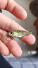 lurefans大河VIB響尾蛇路亞假餌 R30/35/R50遠投路亞餌鐵板翹嘴魚鱸魚亮片 混色裝 35mm【5g】5只裝 曬單實拍圖