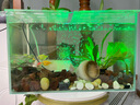 勝畫納米氣泡魚缸led增氧防水燈七彩變色增艷專用觀賞氣泡潛水照明燈 26cm 七彩漸變色款+氣泵套餐 曬單實(shí)拍圖
