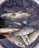 鯉魚(yú)餌料專(zhuān)攻鯉魚(yú)野釣爆護餌黑坑野釣鯉魚(yú)鯽魚(yú)可搓拉春釣鯉魚(yú)窩料 五包裝【桿桿雙飛大魚(yú)連連】 曬單實(shí)拍圖