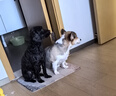 耐吉斯凍干生骨肉犬糧6kg成犬幼犬狗糧鴨肉梨【新舊版隨機發(fā)貨】 曬單實拍圖