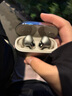 漫步者（EDIFIER）蘿莉豆 Lolli Pro5 真無線主動降噪藍(lán)牙耳機(jī)入耳式AI翻譯運(yùn)動跑步音樂游戲電競適配蘋果華為安卓 晨曦金+柯基耳機(jī)套+曬單20元紅包 曬單實(shí)拍圖
